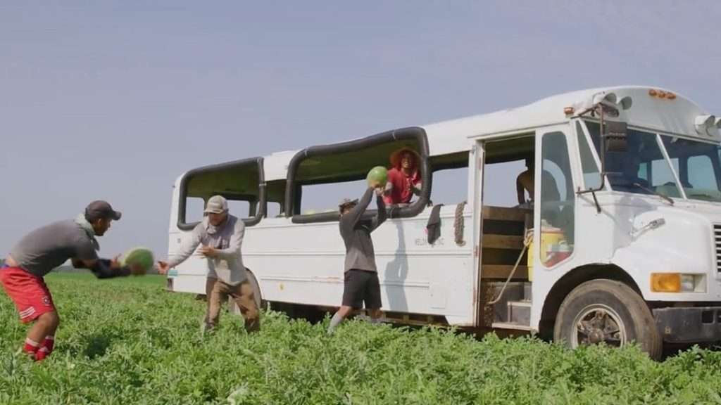 Harvesting watermelon