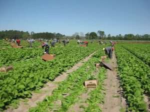 H-2A workers at Baker farms in Norman Park, GA. Credit: Chip Carter