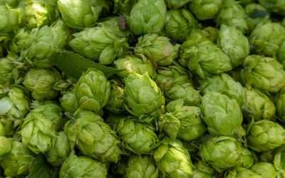 As The Popularity Of Craft Beer Keeps Soaring, A Florida Brewer Praises UF Hops Research