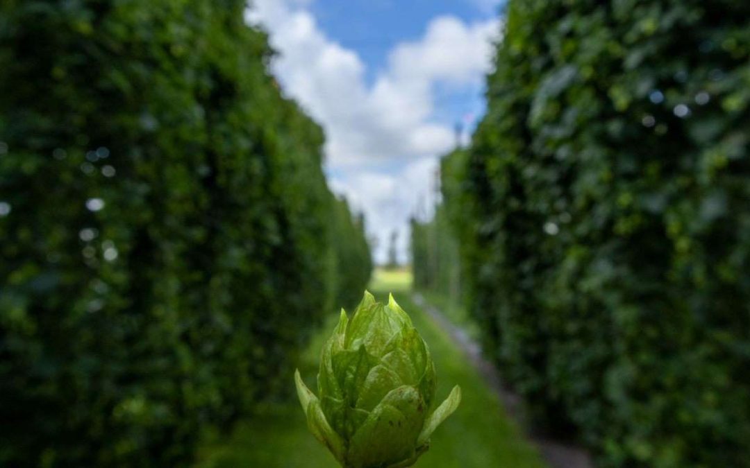 UF/IFAS Researchers Work To Make Beer Hops A Florida Crop