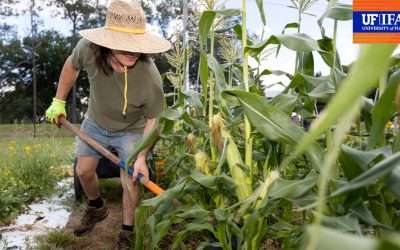 Coming To Fruition: Students Reap Real-Life Experience In Horticultural Sciences Teaching Garden