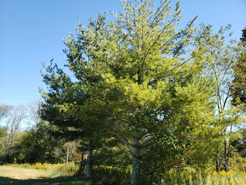 North Carolina Pine Tree