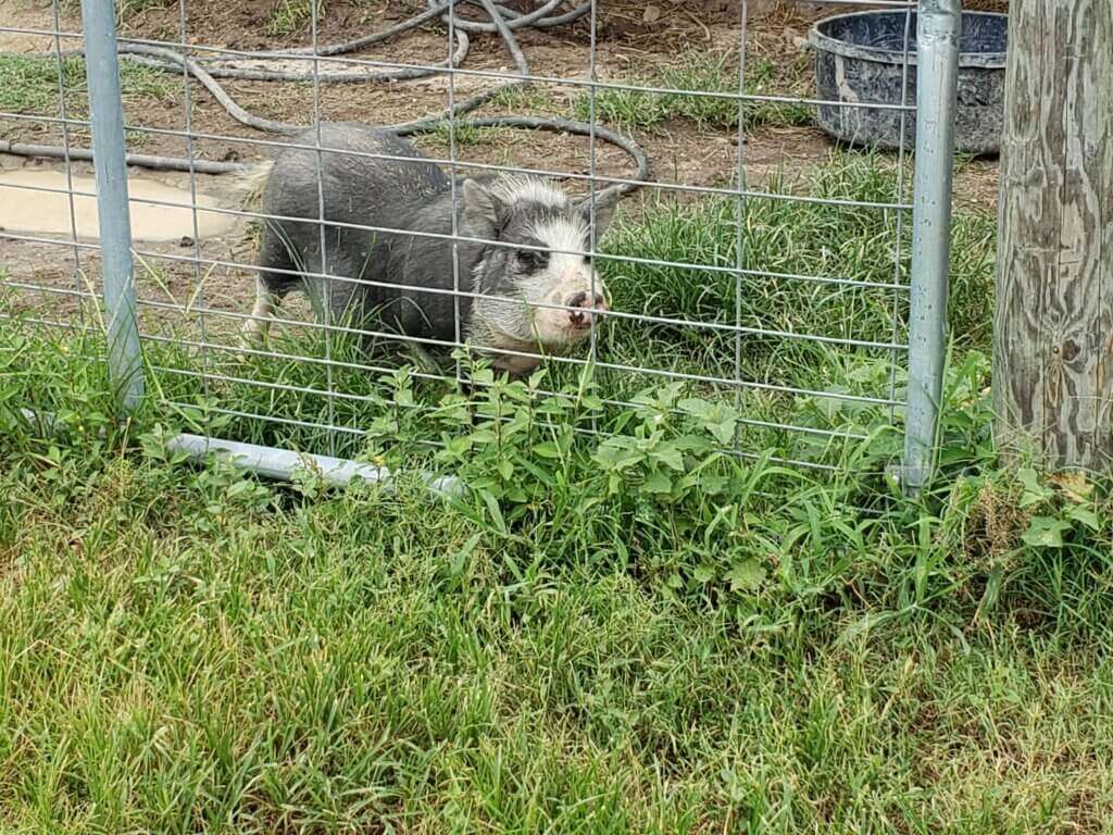 Little pig on Fresh Fruits Farm