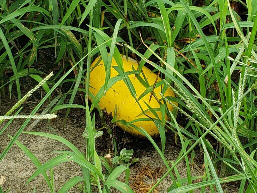 Organic yellow squash growing in the field. 