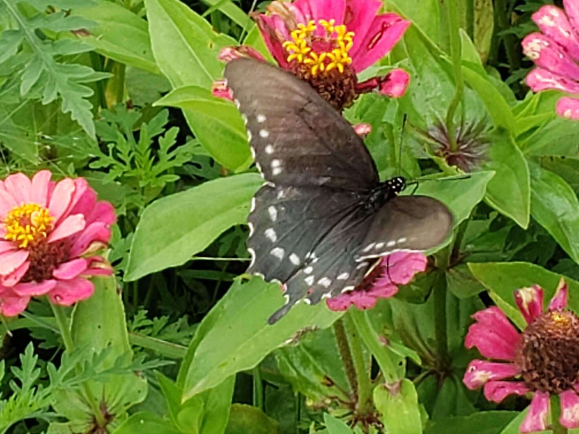 Close-up of a beautiful butterfly.