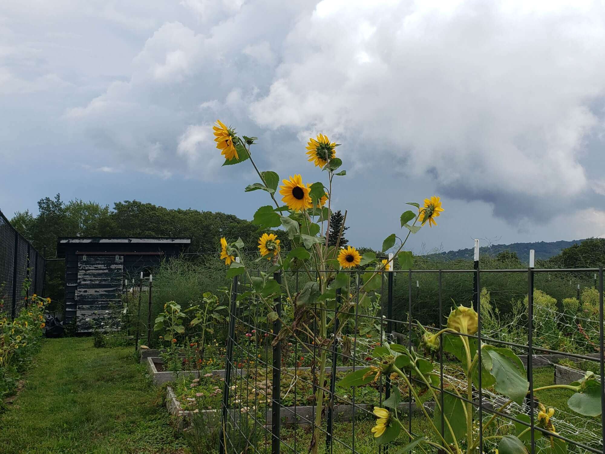 Sunflowers in garden.