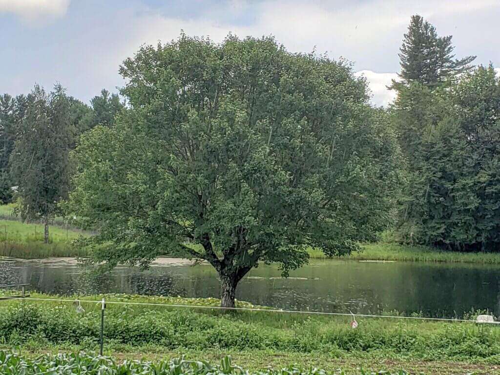 Tree by pond.