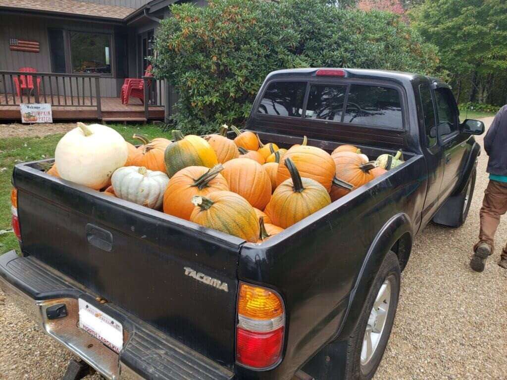 Truck filled with pumpkins.