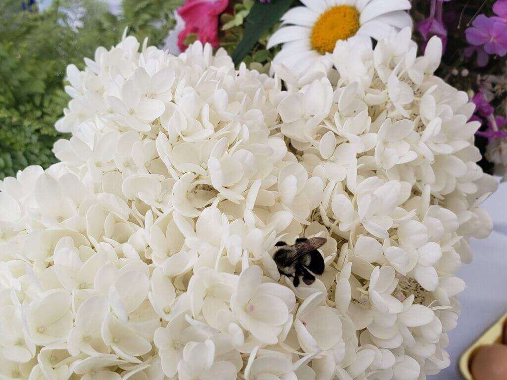 Bee's on flowers at Aunt Bonita's farm.