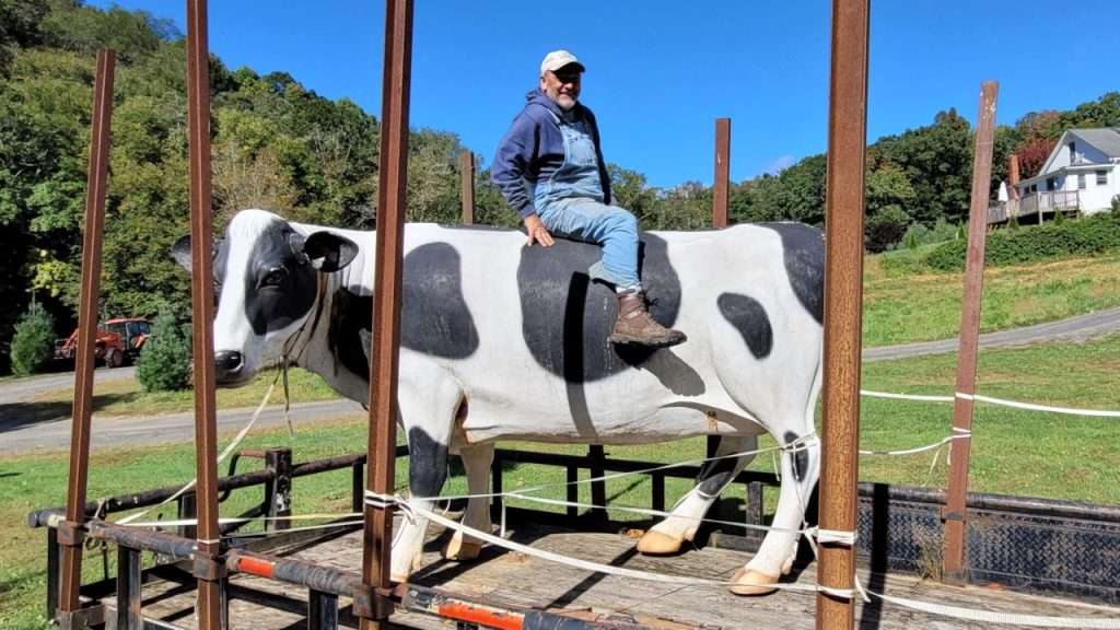 Christmas tree grower Larry Smith riding a model cow.