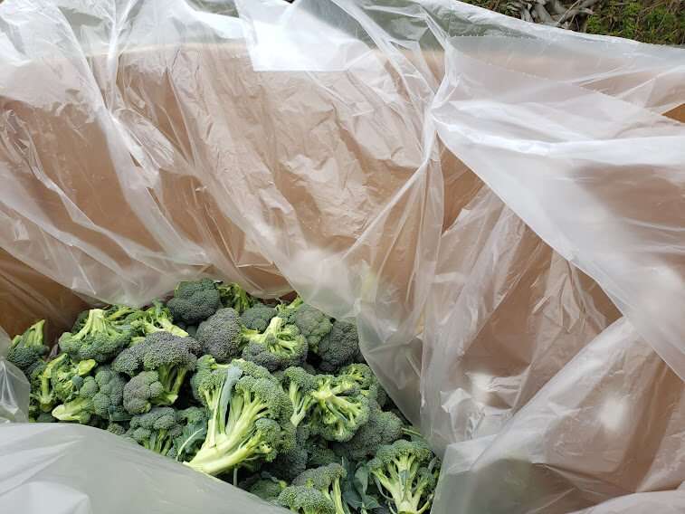 Broccoli picked during gleaning in big shipping box. 