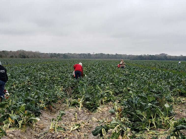 Gleaner working in a broccoli field. 