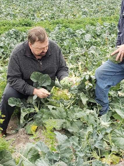 Chip picking broccoli. 