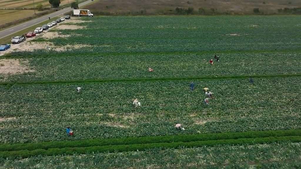 Gleaners Working in a Broccoli Field.