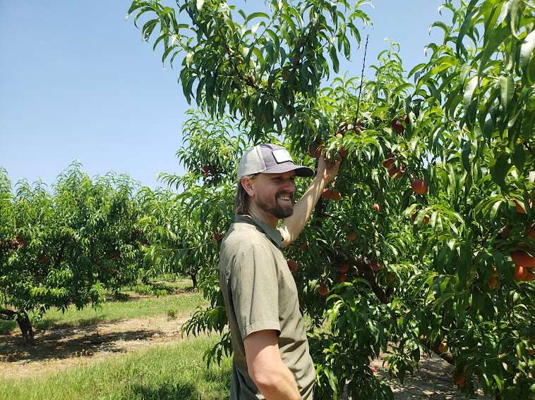 Crew member Styles picking a peach. 