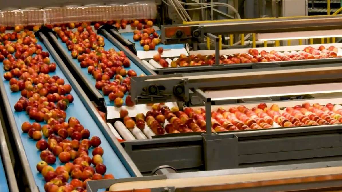 Peaches on conveyor system in packing house. 