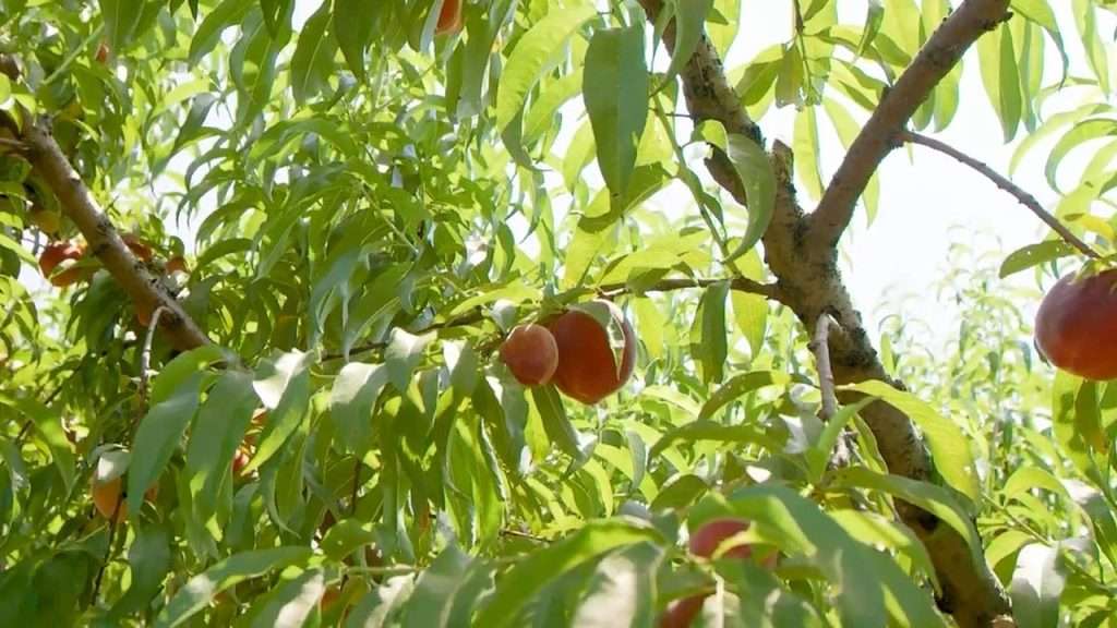 Peaches hanging in a tree