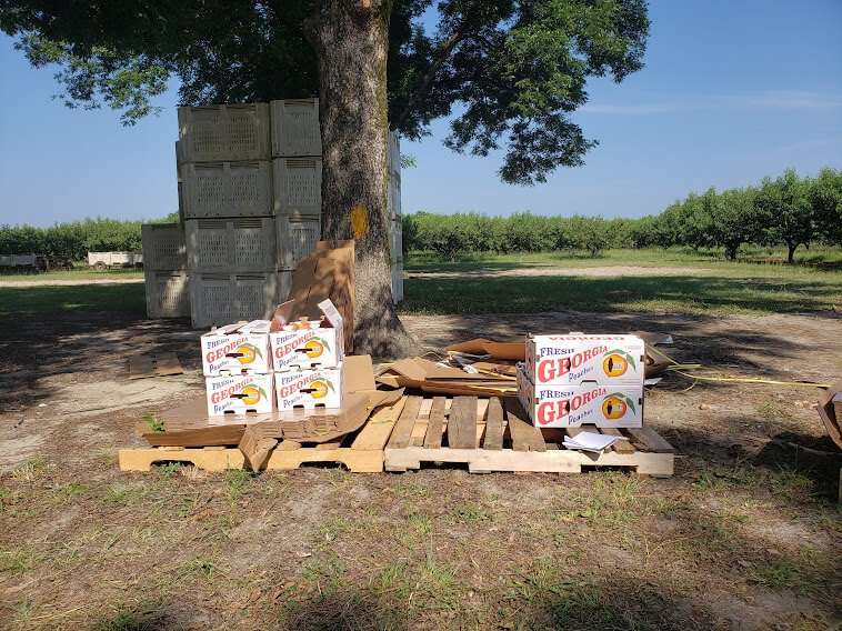 Lane Southern Orchards peach boxes on grate in field. 