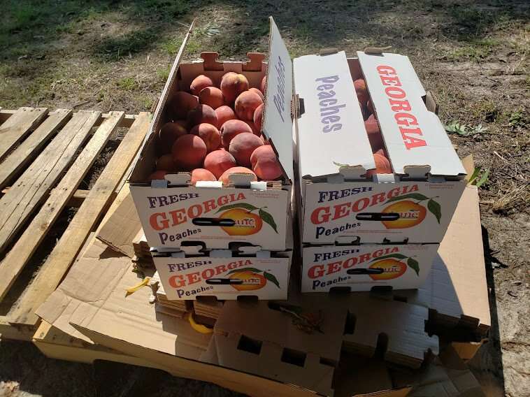 Lane Southern Orchards peach boxes on grate in field.