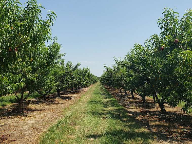 Rows of peach trees at Lane Southern Orchards