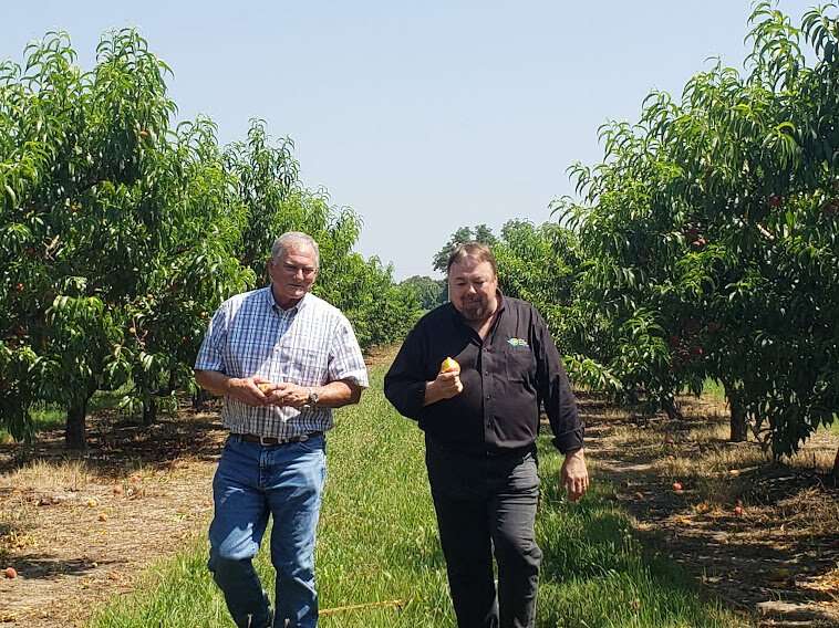 Host Chip Carter and Lane Southern Orchards CEO Mark Sanchez walking through row of peach trees. 