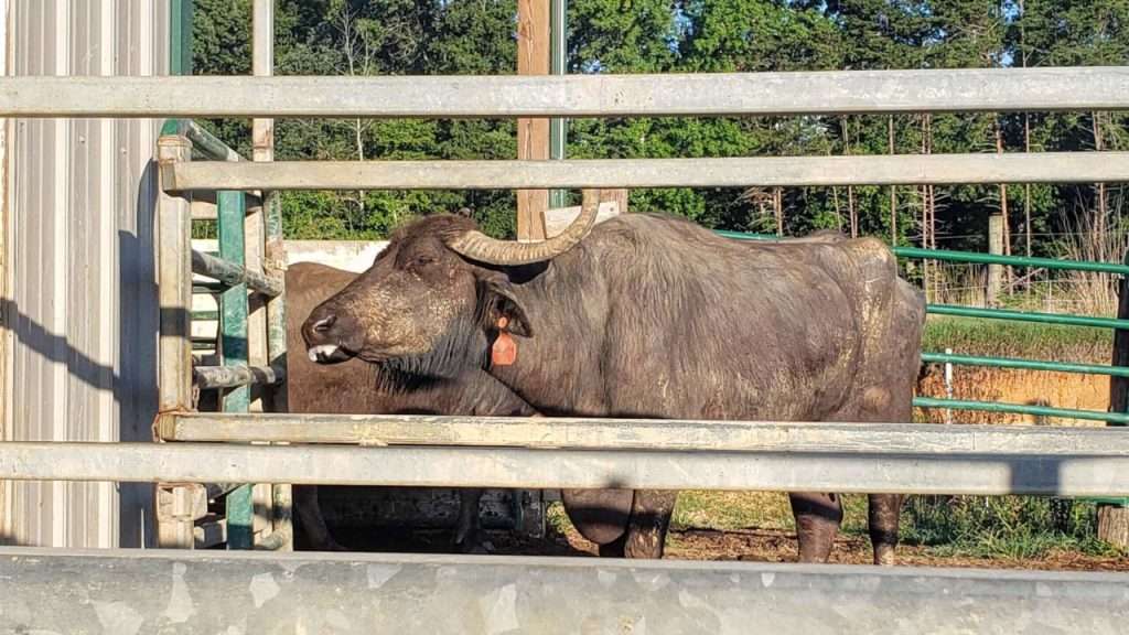 Italian water buffalo.