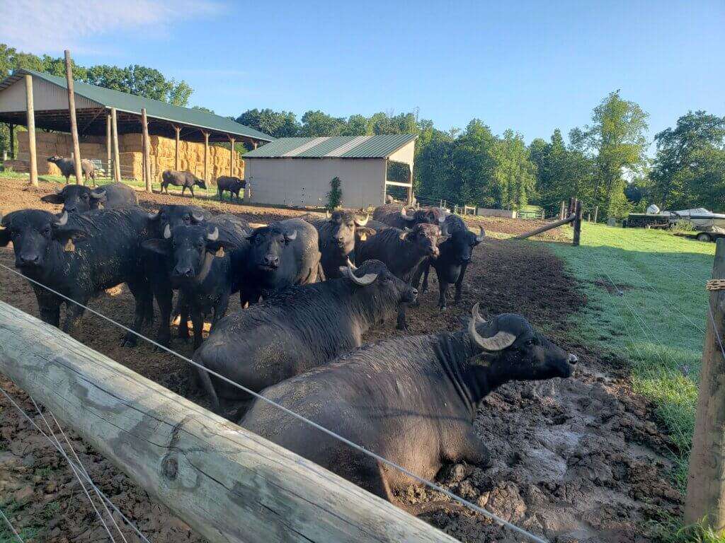 Water buffalo laying out in the field.