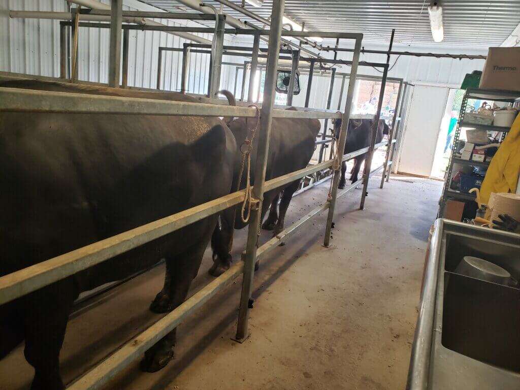 Water buffalo lined up in milking barn.