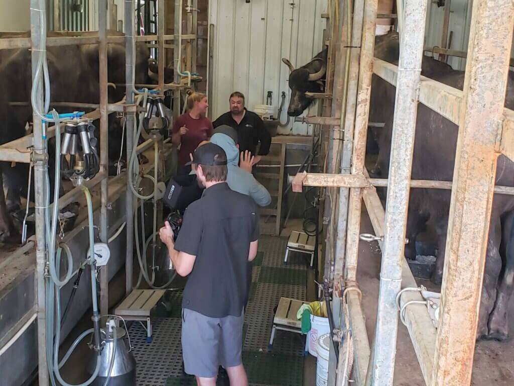 Crew in milking barn with water buffalo.