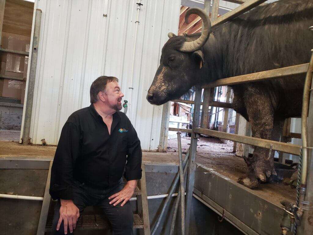 Chip sitting nose to nose with a water buffalo.