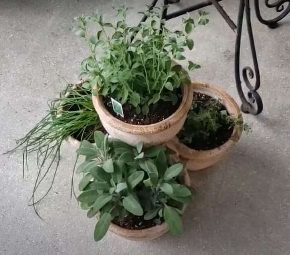 Assorted Herbs in Garden