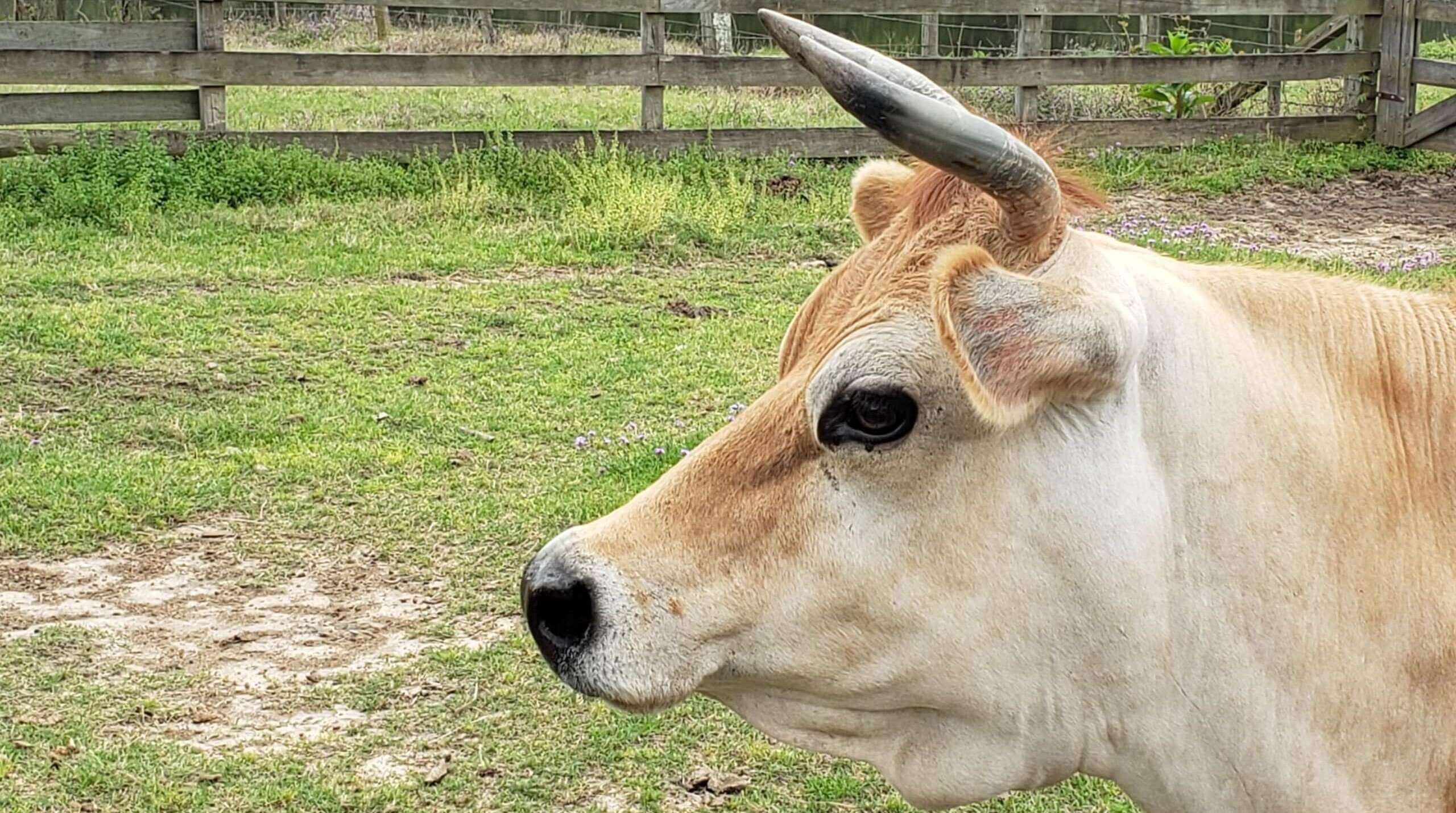 White cow with horns