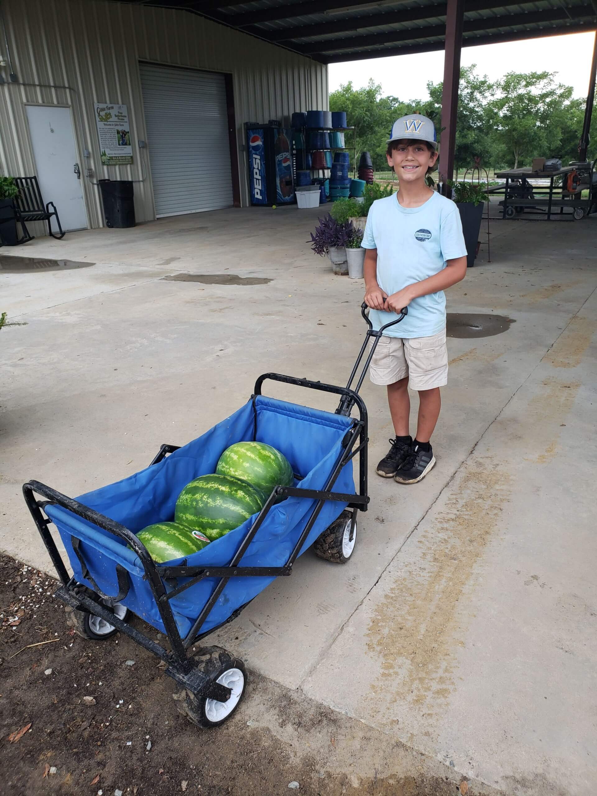 Cotton Gibbs and three large watermelons in his wagon.