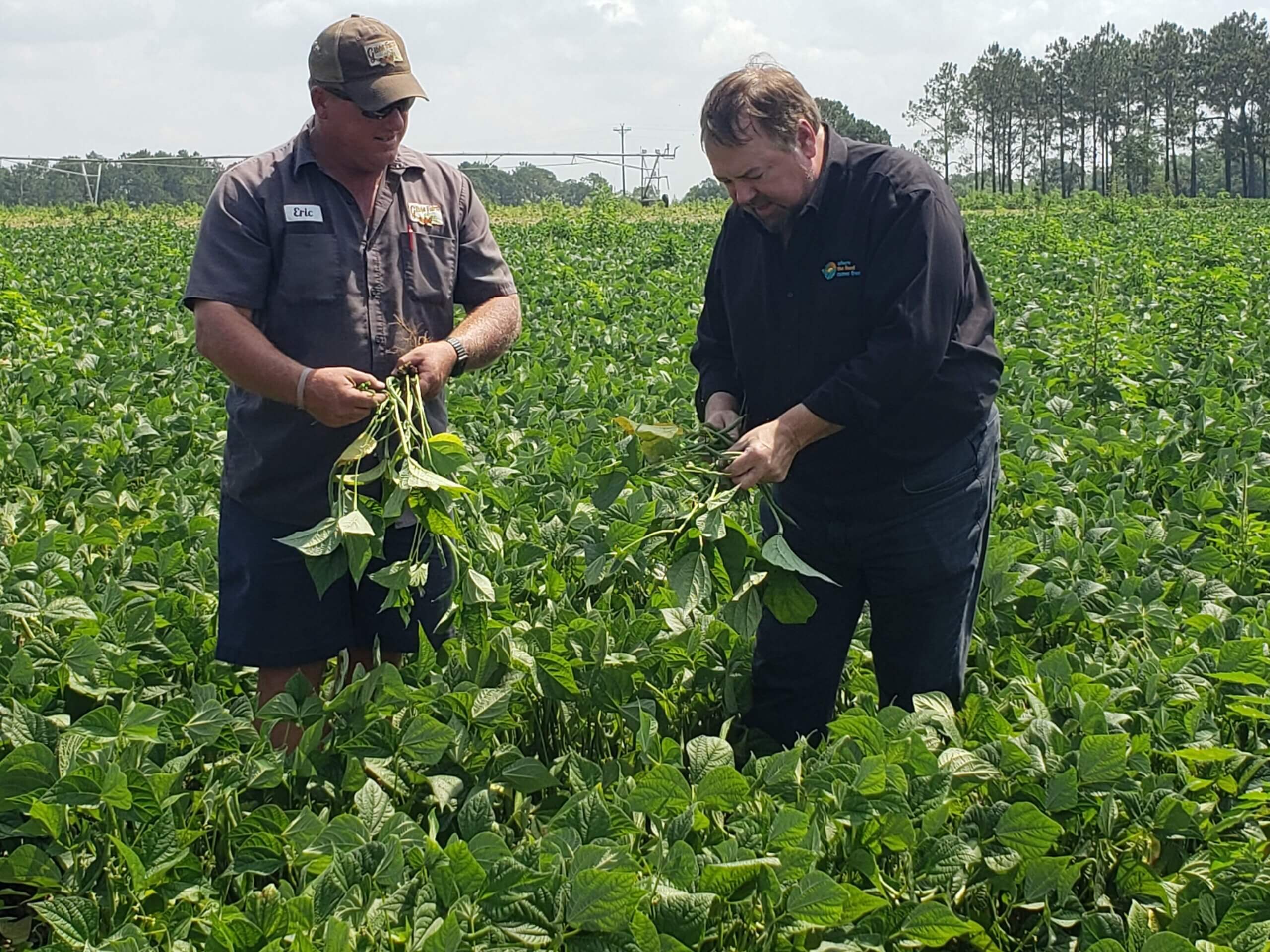 Chip and Eric Gibbs picking green beans.