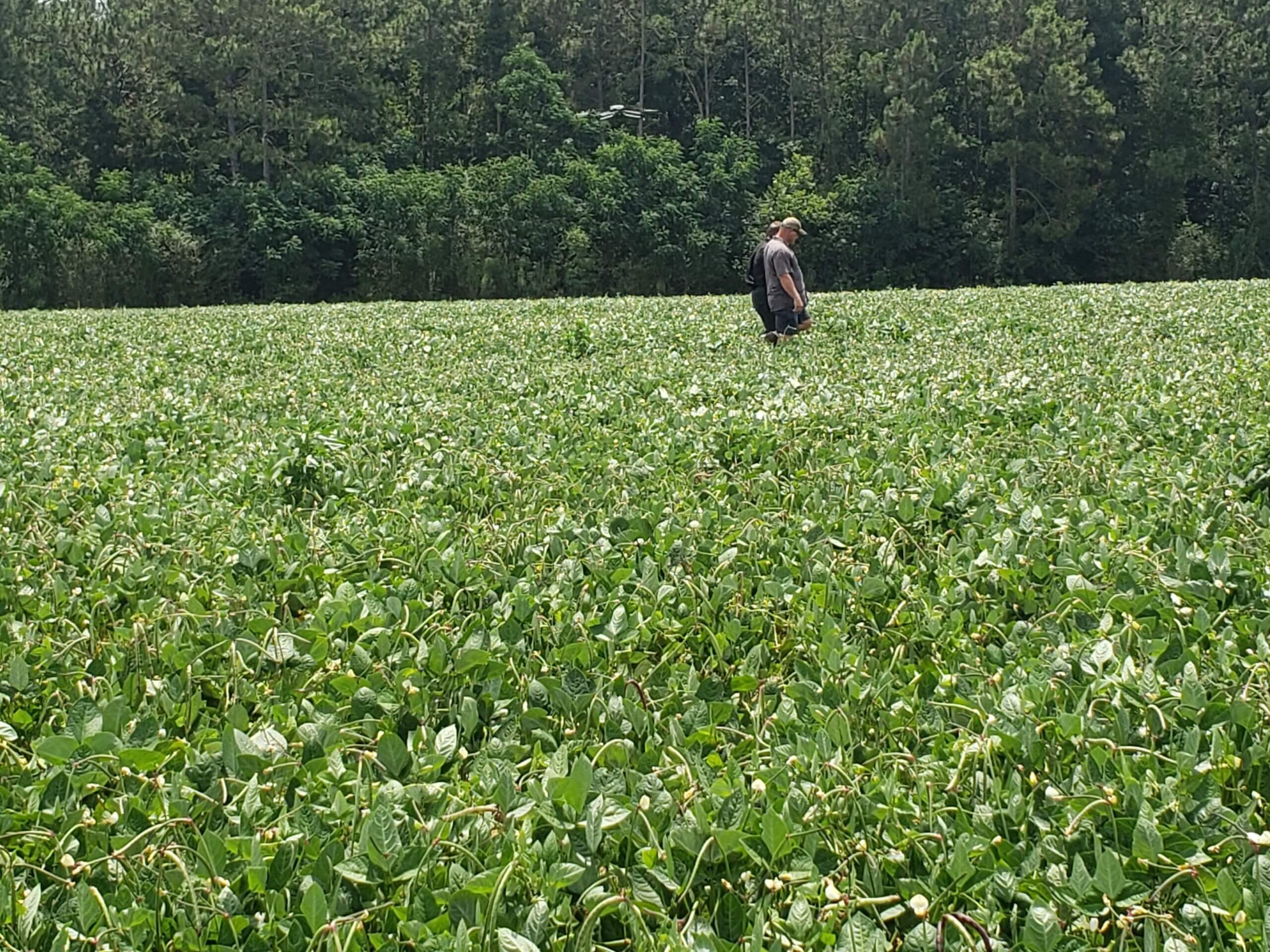 Chip and Eric Gibbs walking through bean field.