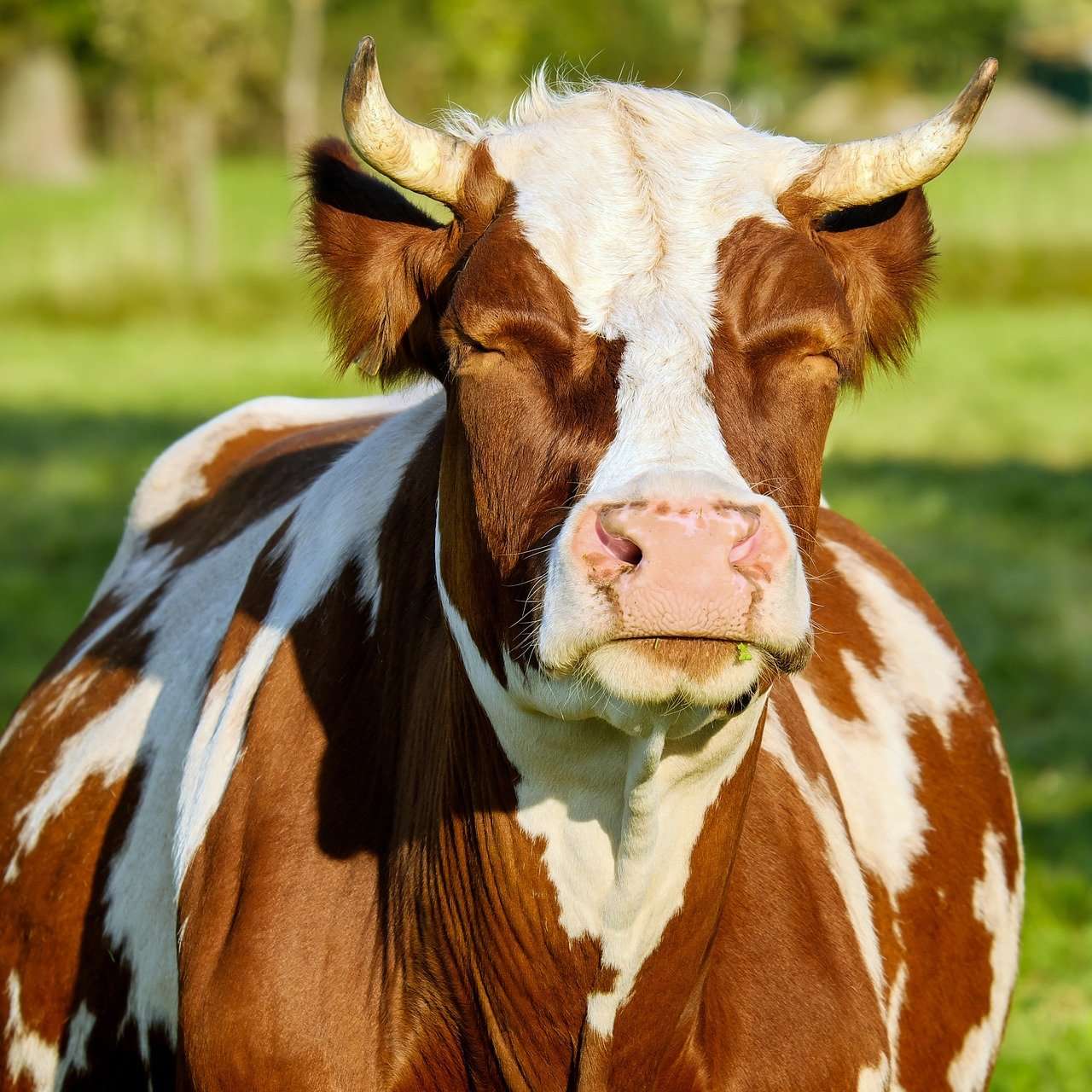 Spotted brown and white cow looking into the stun.