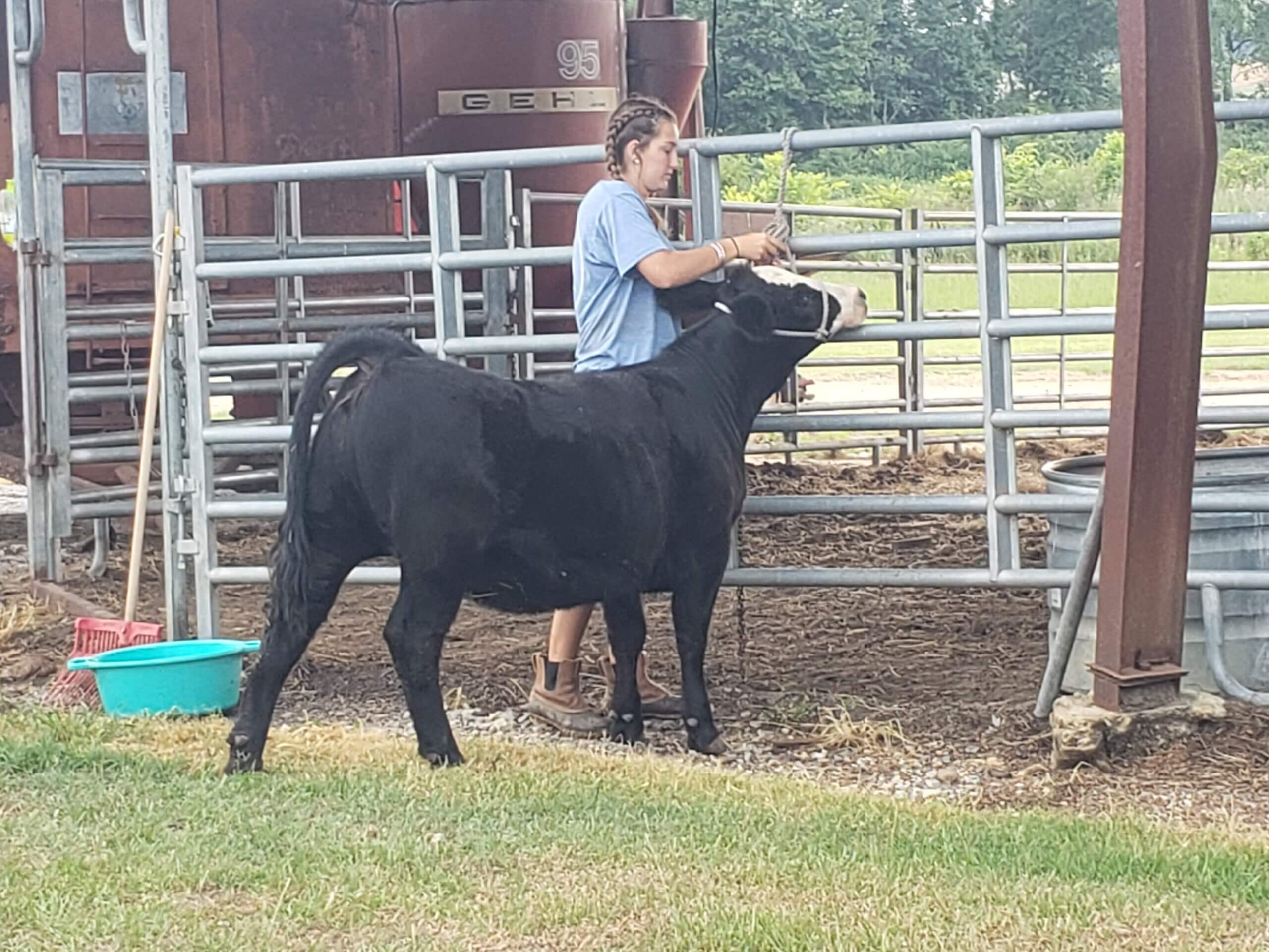 EllaGrace Gibbs with her cow calf Eva