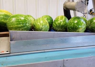 Watermelons being rinsed.
