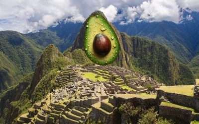 Westfalia Fruit Enters Peruvian Avocado Season