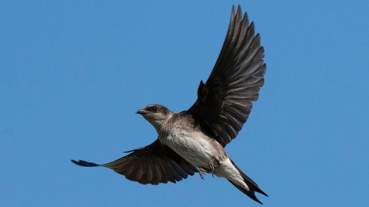 Purple Martin soaring in the sky. 