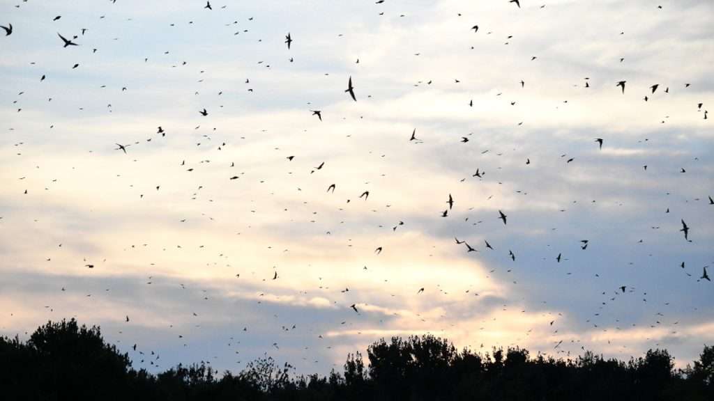 Purple Martin birds flying in the sky