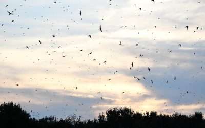 Wingard’s Market Opens Reservations For The 2023 Purple Martin Boat Tours Season