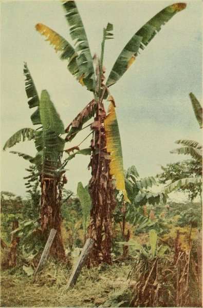 Drawing of banana trees.