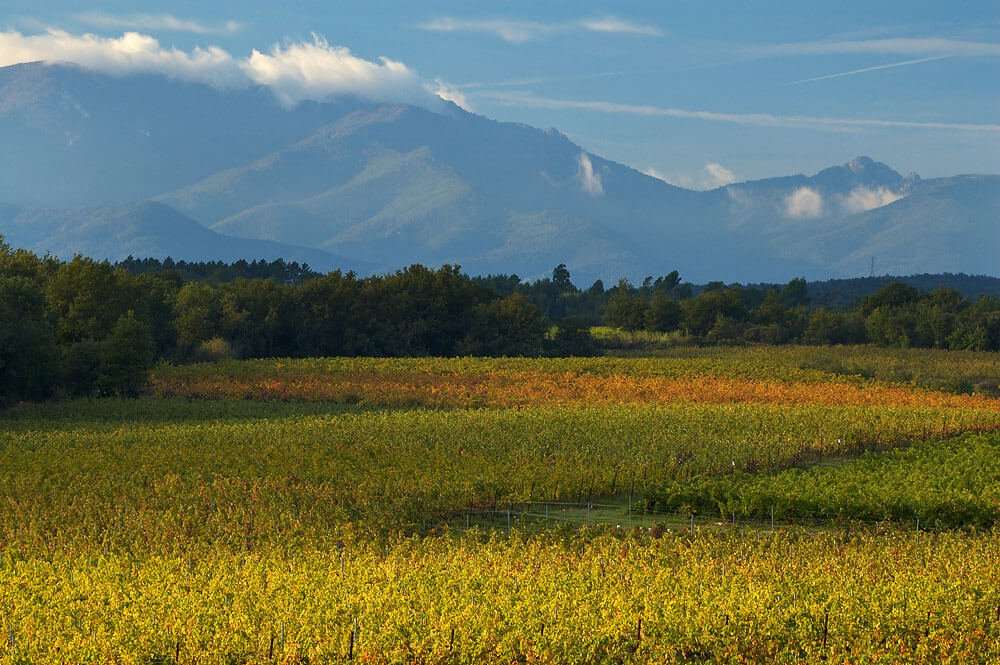 A vineyard in southern France. (Photo by Mick Stephenson)