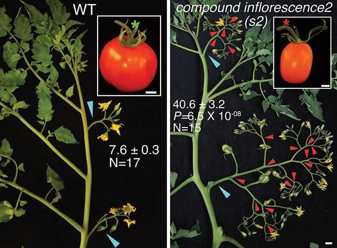 Tomatoes being compared by mutations