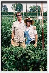 Two people in between rows of tomato plants.