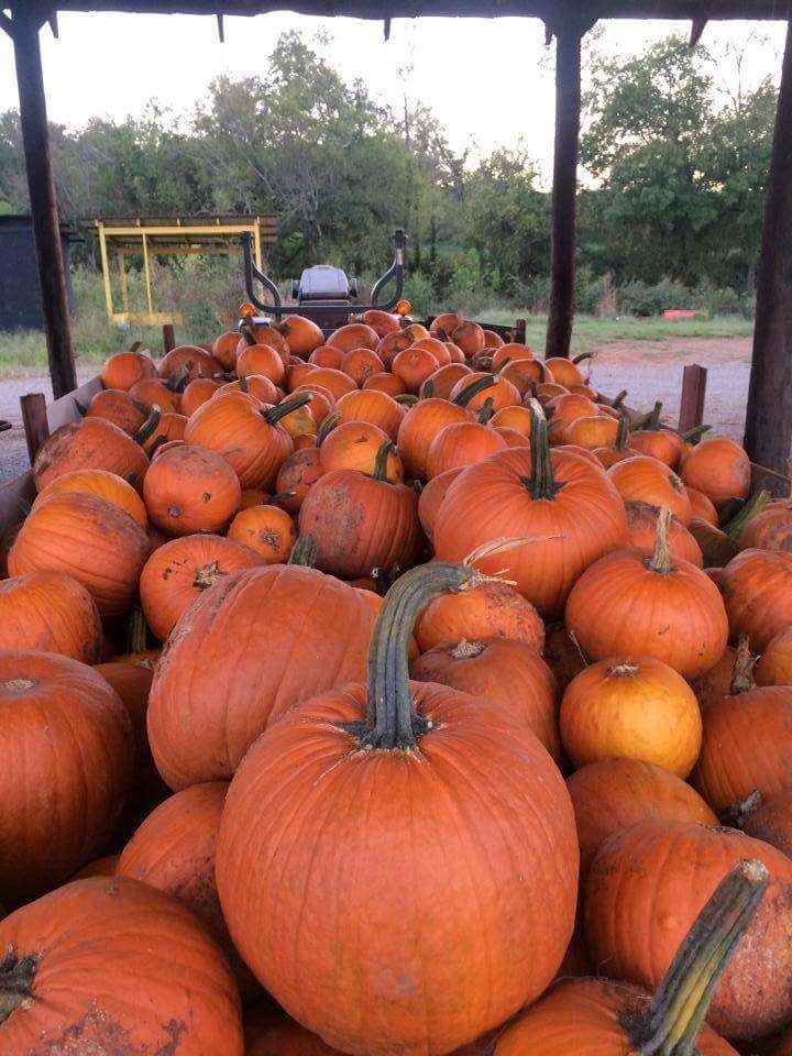 Large pile of picked pumpkins.