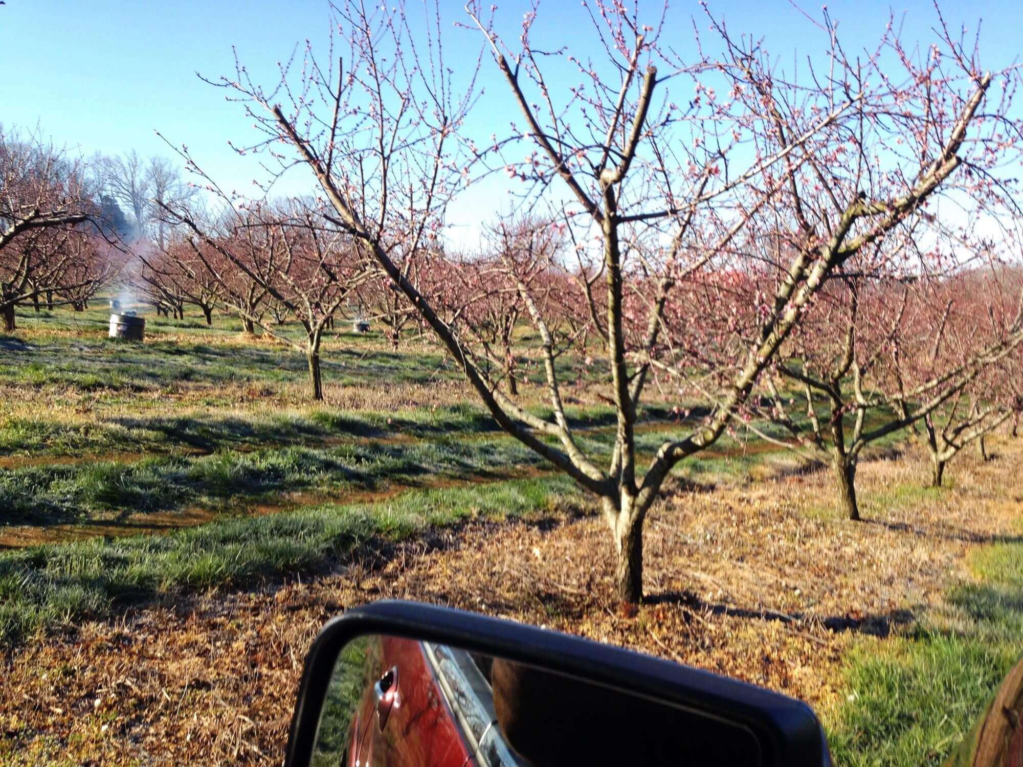 Burn barrels in Michael Mayfield's peach orchard during a late March freeze; this is the actual, agritourism-configured layout of Mayfield Farms.