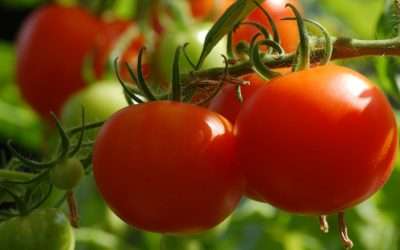 Setting The Record Straight On The Tomato Suspension Agreement