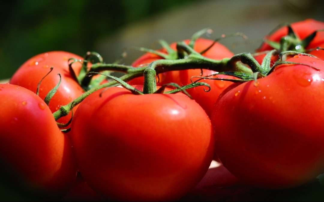 Doubling Down On Tomatoes: Research Breakthrough Could Double Yields For Tomatoes And Other Crops